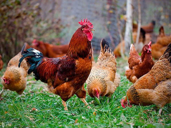 Породы куриц | ЗооТом - продажа, вязка и услуги для животных в Кушве