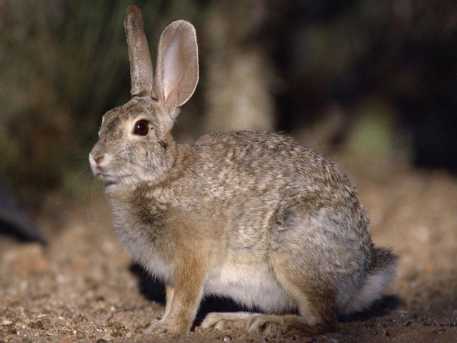Все о зайцах | ЗооТом - продажа, вязка и услуги для животных в Кушве