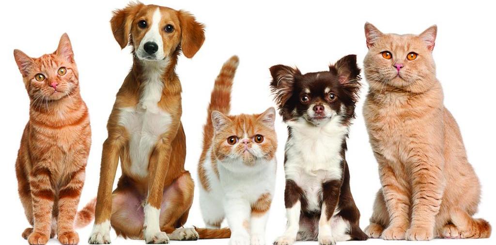 Доска объявлений о животных | ЗооТом - продажа, вязка и услуги для животных в Кушве