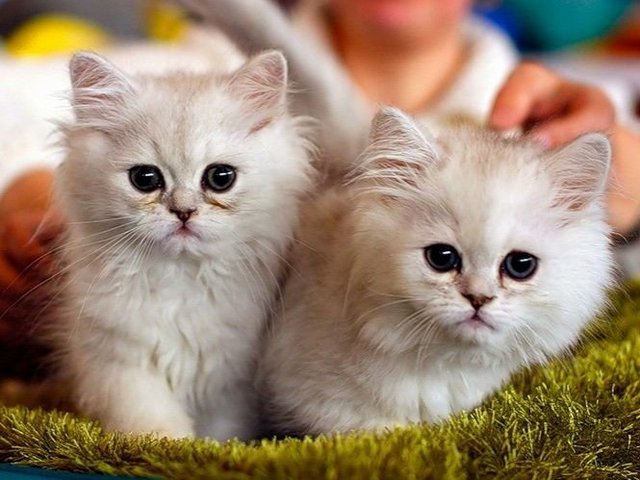 Породы кошек в Кушве | ЗооТом портал о животных