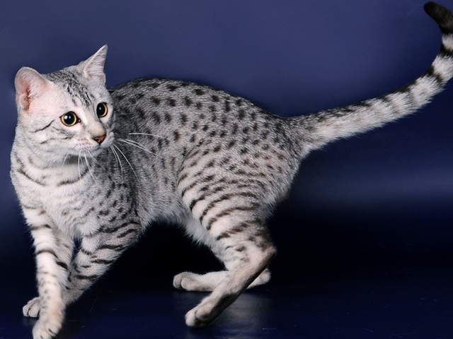 Породы кошек в Кушве | ЗооТом портал о животных
