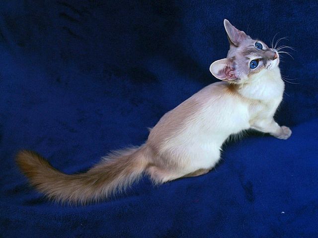 Выведенные породы кошек в Кушве | ЗооТом портал о животных