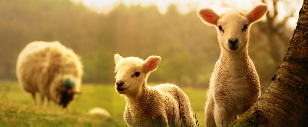 Объявления о сельскохозяйственных животных | ЗооТом - продажа, вязка и услуги для животных в Кушве