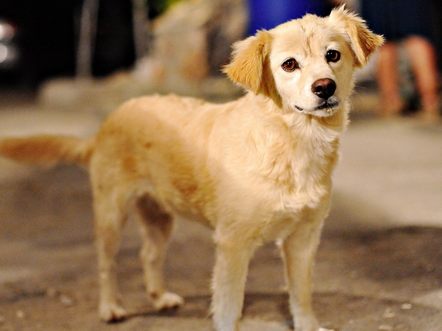 Породы собак в Кушве | ЗооТом портал о животных