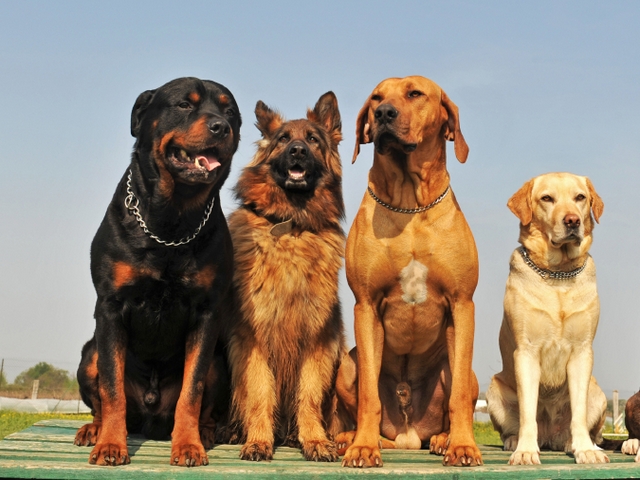 Крупные породы собак в Кушве | ЗооТом портал о животных