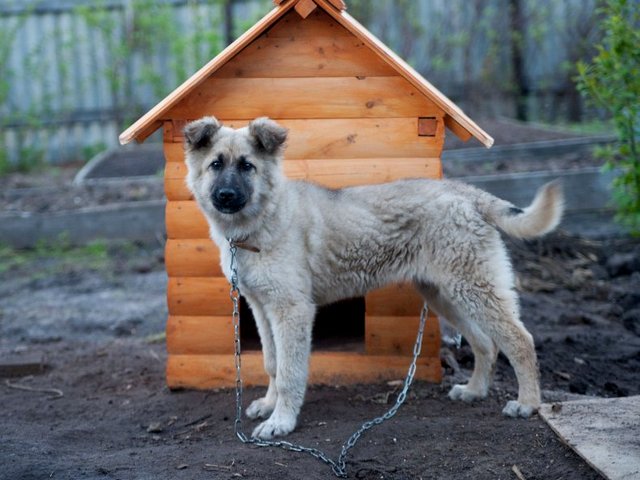 Все о собаках в Кушве